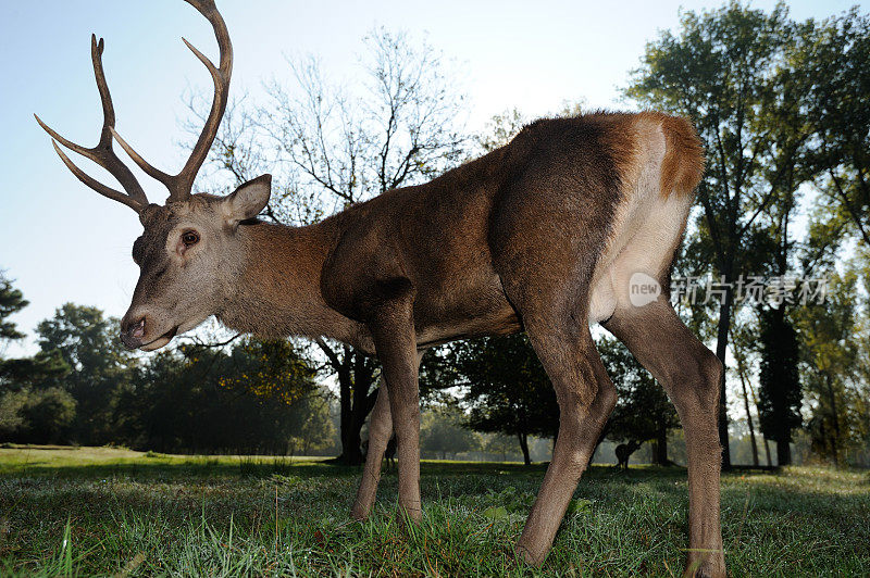 鹿(Cervus elaphus)